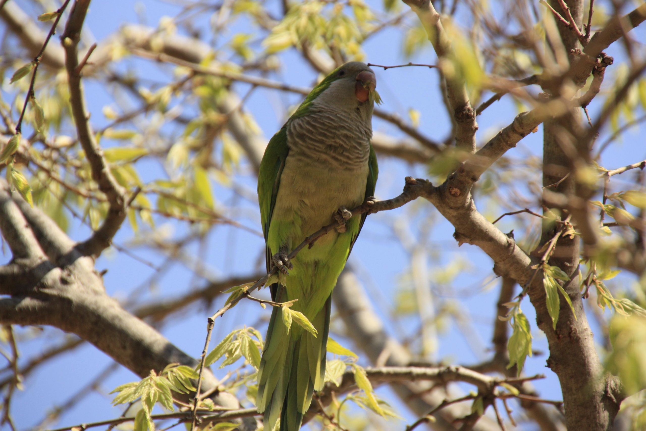 Una de les cotorres de pit gris que hi ha per tot Barcelona / Jaume Marlès