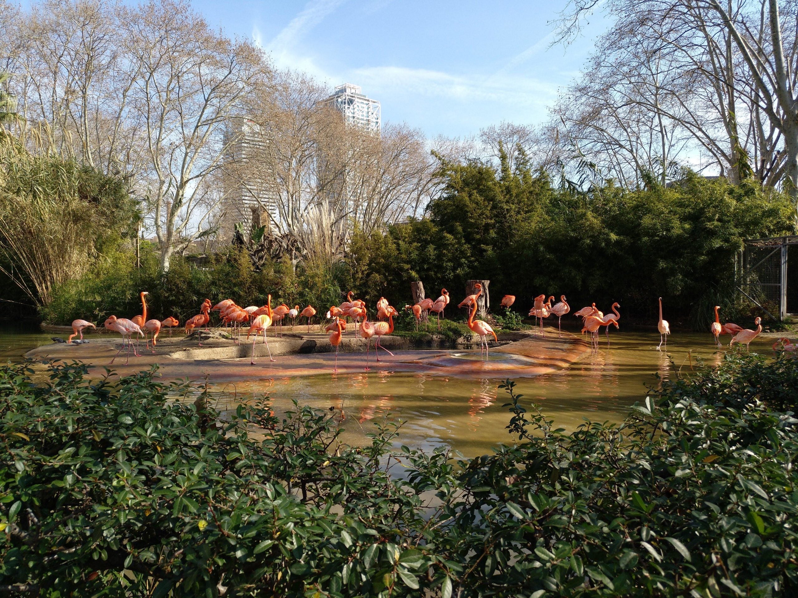 Instal·lació dels flamencs, al Zoo de Barcelona / Meritxell M. Pauné