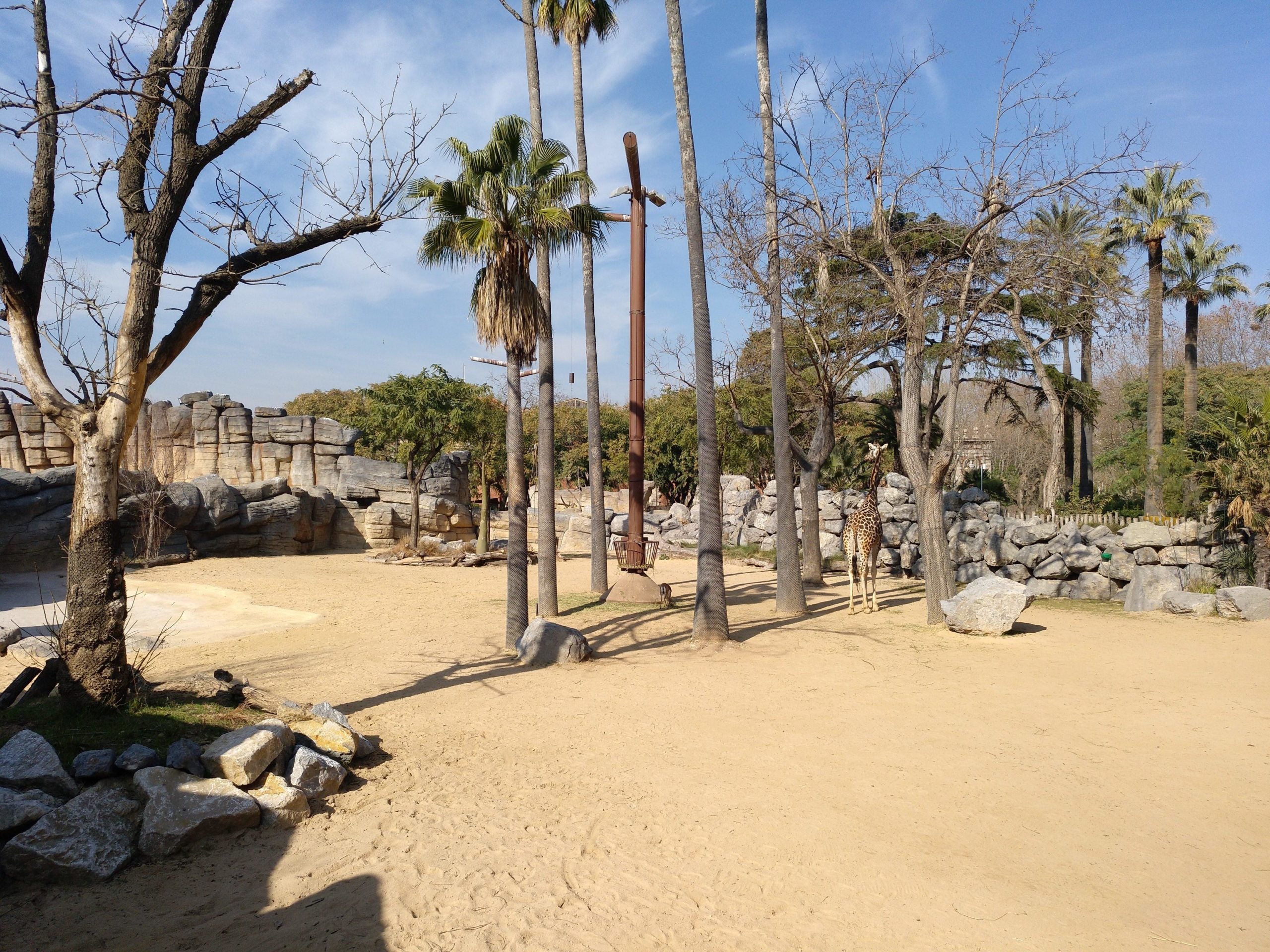 Instal·lació de les girafes, al Zoo de Barcelona / Meritxell M. Pauné