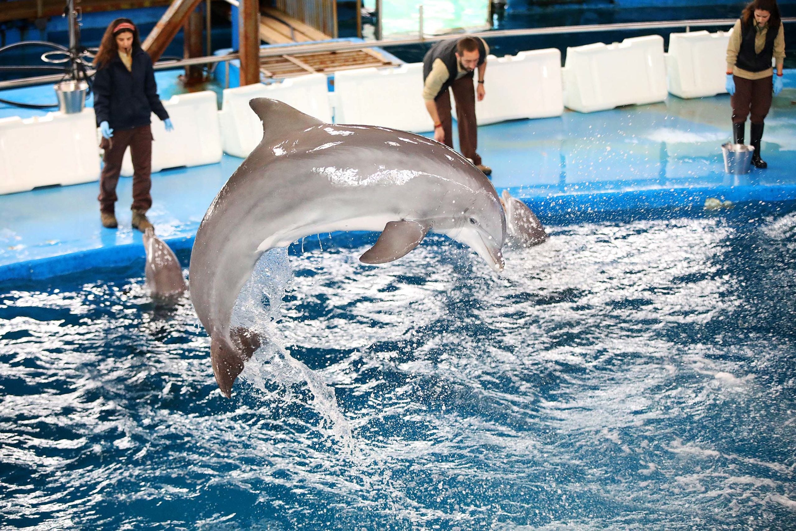 Un dels 4 dofins del Zoo de Barcelona, durant un entrenament / Jordi Play