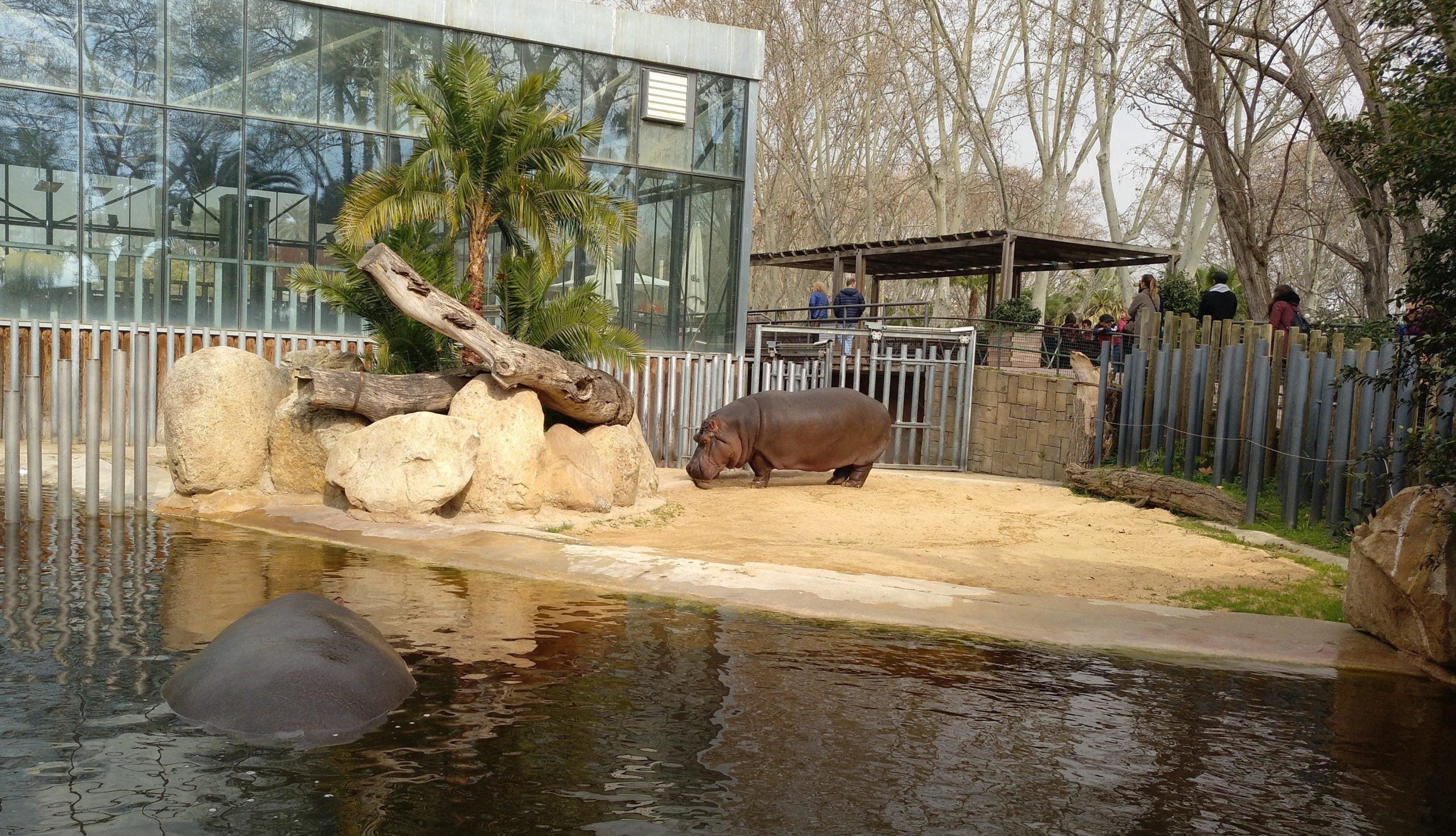 Dos hipopòtams al Zoo de Barcelona / Meritxell M. Pauné