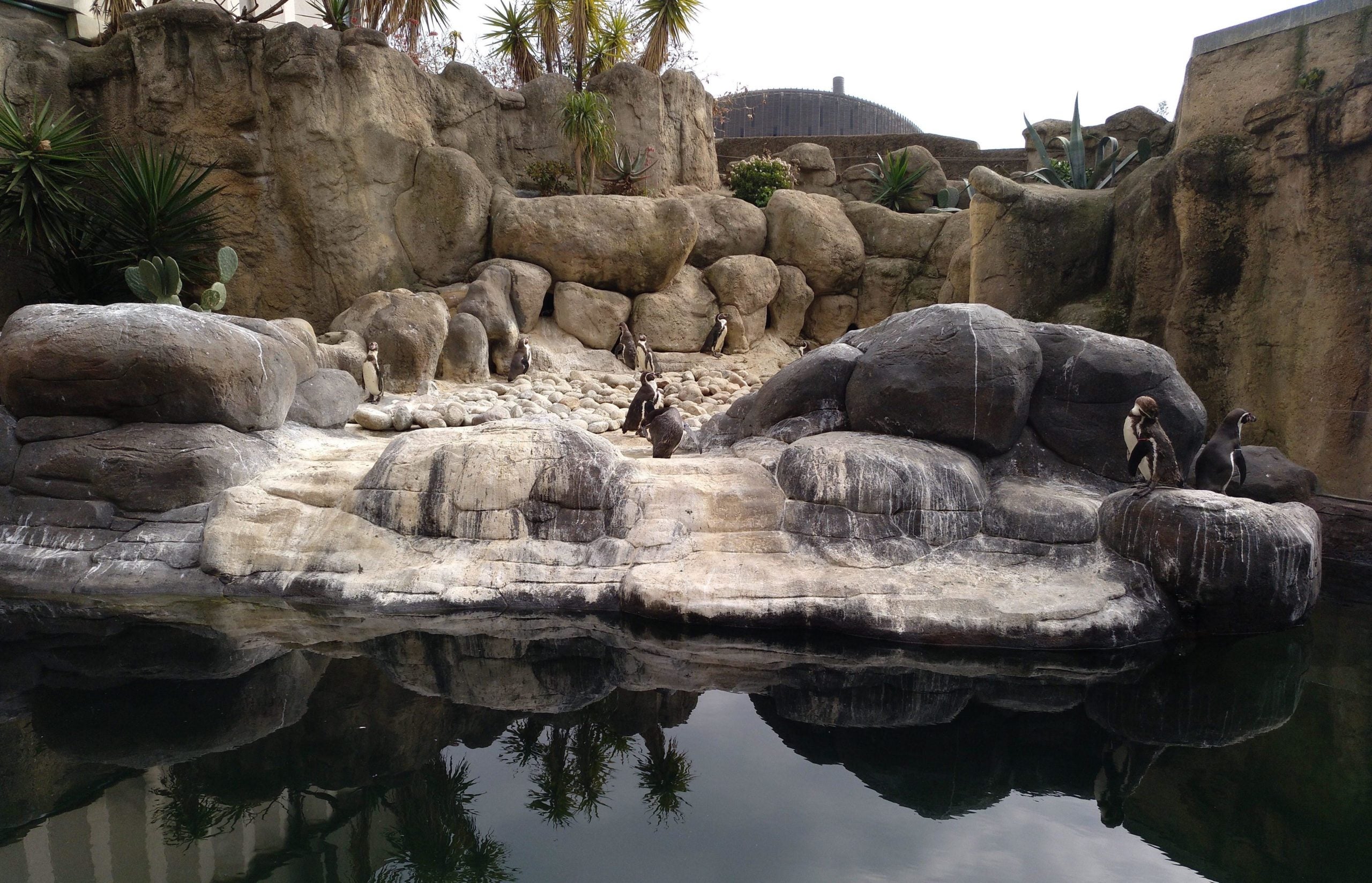 Pingüins al Zoo de Barcelona / Meritxell M. Pauné