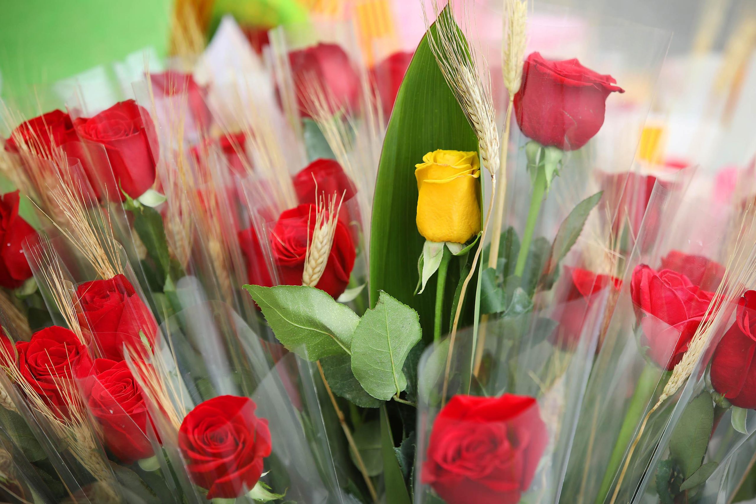 La venta de roses al carrer durant la diada de Sant Jordi exigeix permisos municipals / Jordi Play