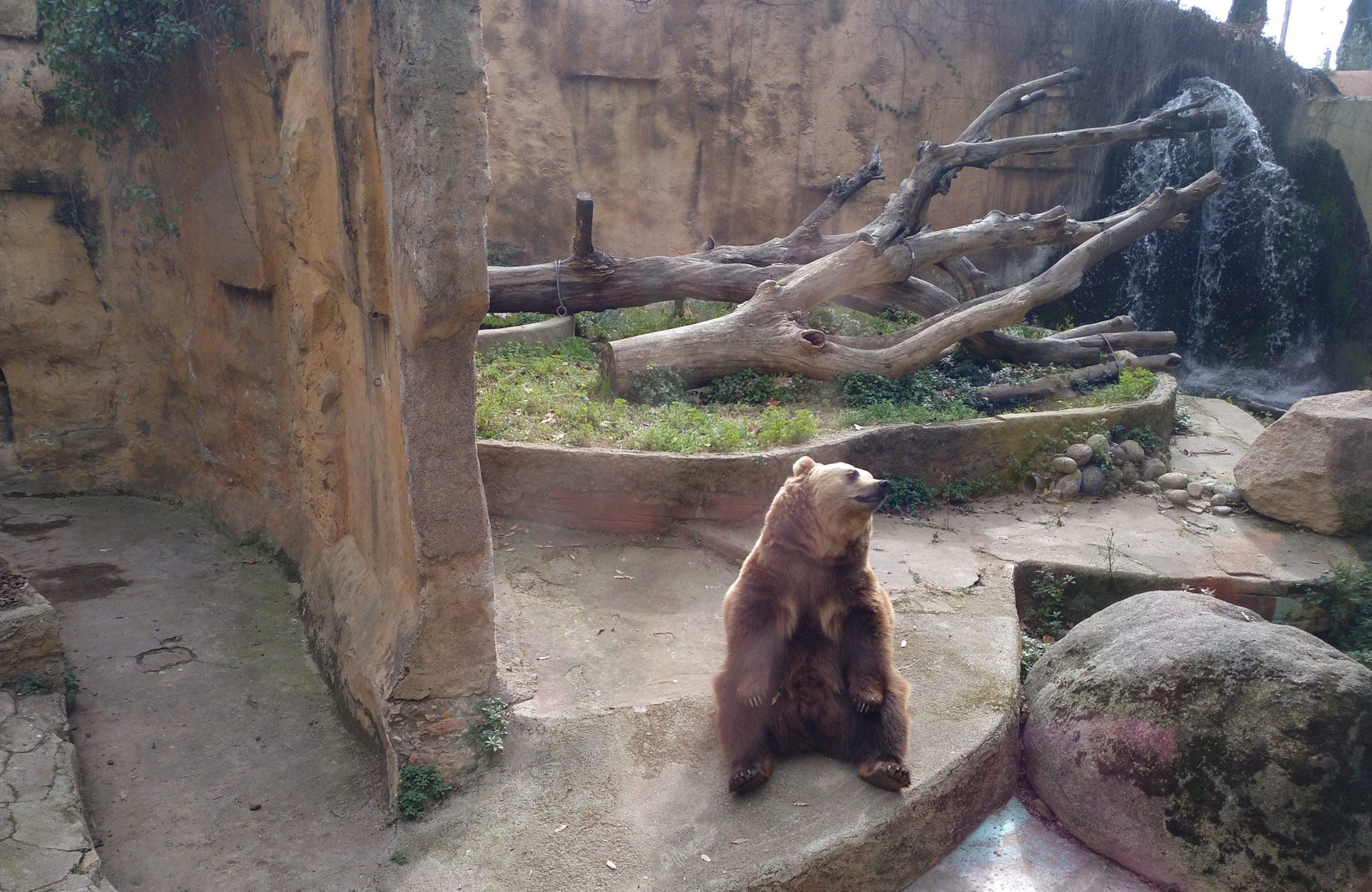 Un ós bru al Zoo de Barcelona / Meritxell M. Pauné