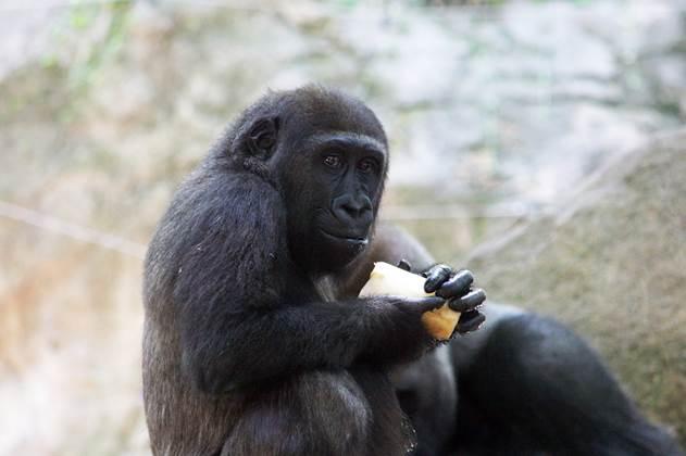 Un dels primats del Zoo de Barcelona menjant. / Zoo de Barcelona