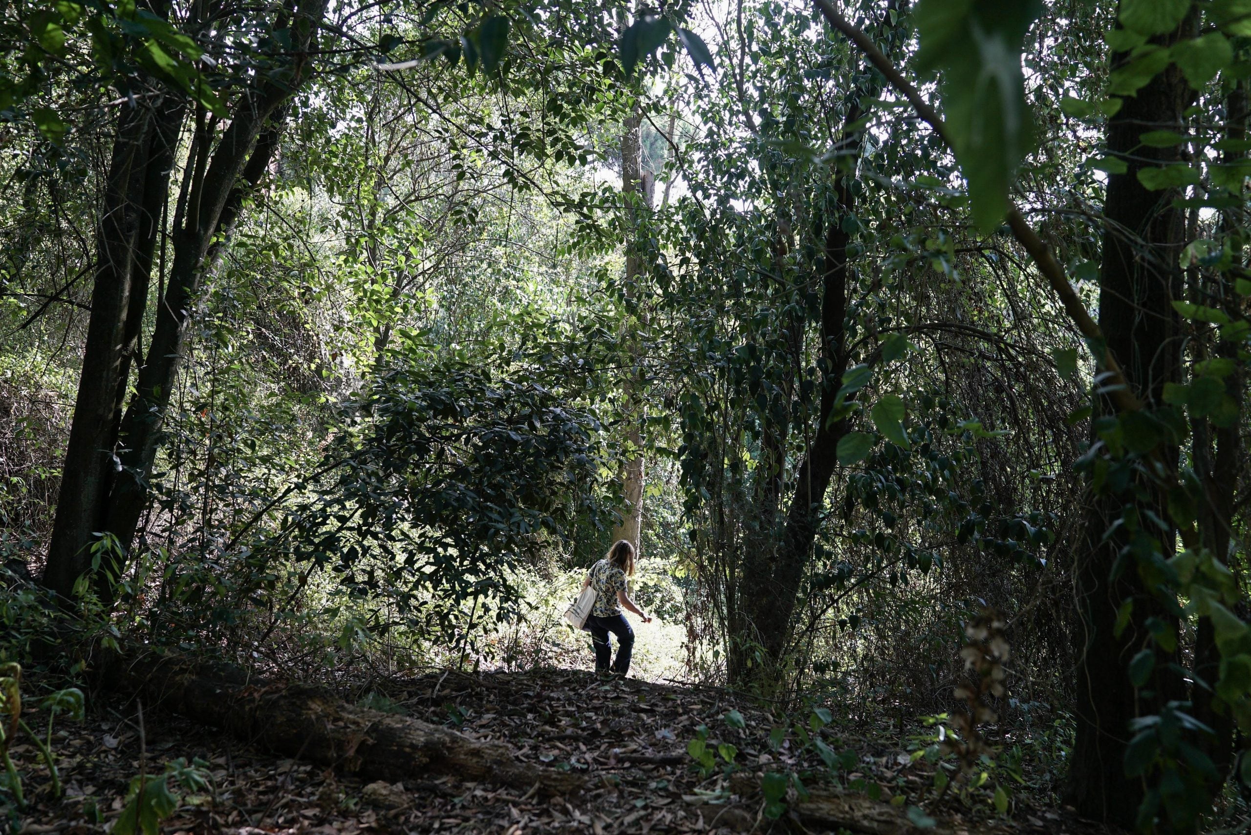 L'Ajuntament vol recuperar la biodiversitat del pantà de la Foixarda / Ajuntament