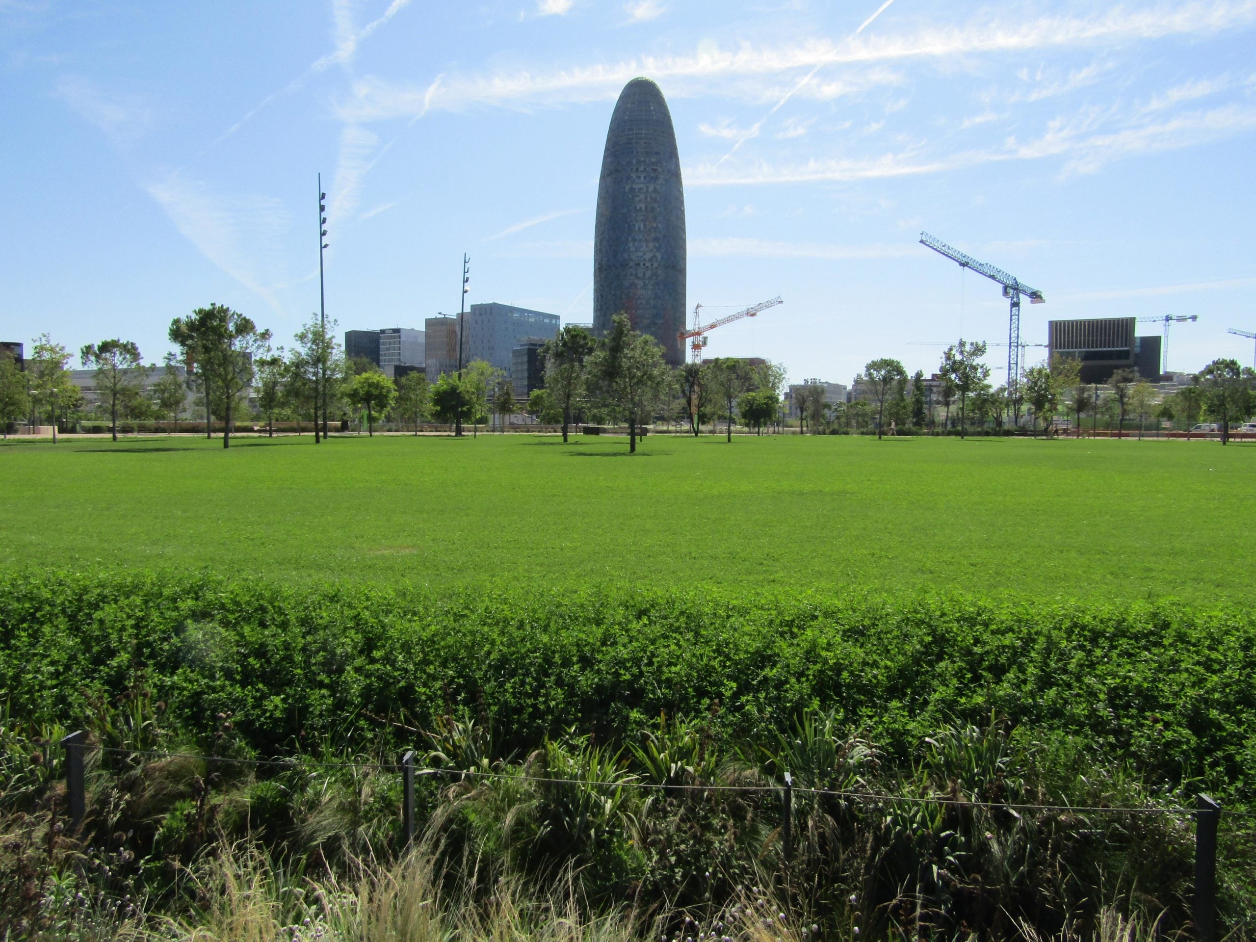 Vista de la gran clariana de les Glòries / MMP