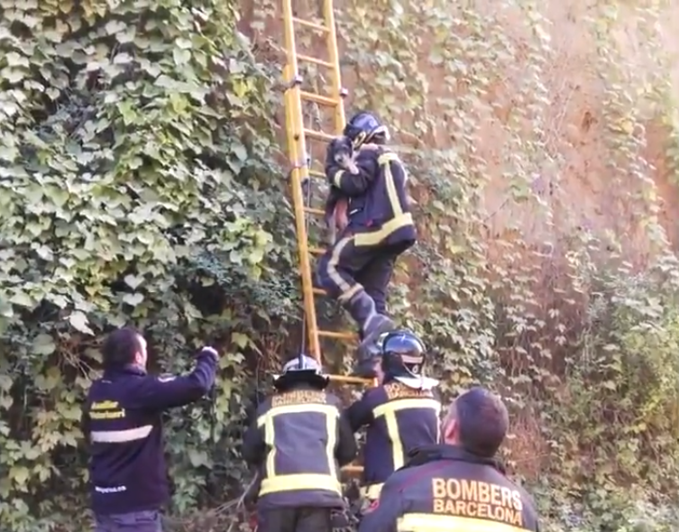 El gos, rescatat pels bombers de Barcelona | Guàrdia Urbana de Barcelona