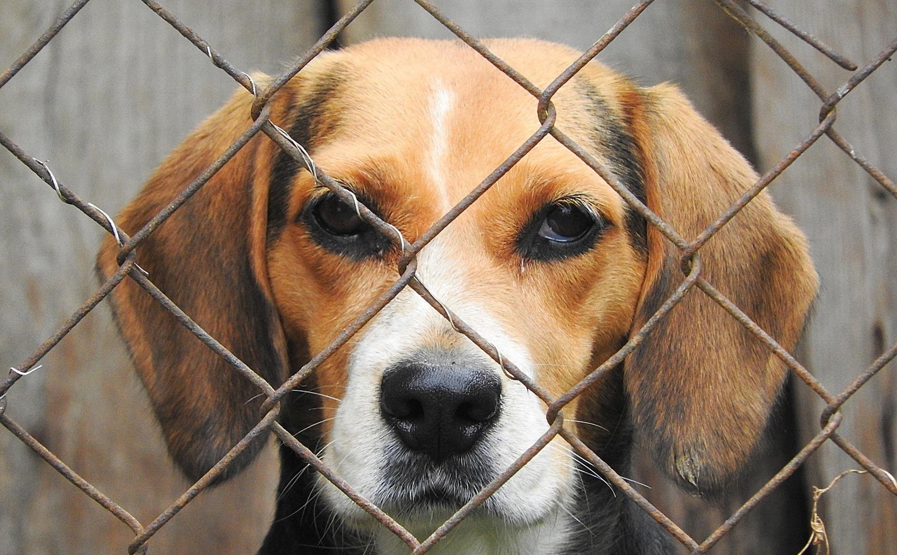 Un gos en una gossera, en una imatge d'arxiu / Europa Press