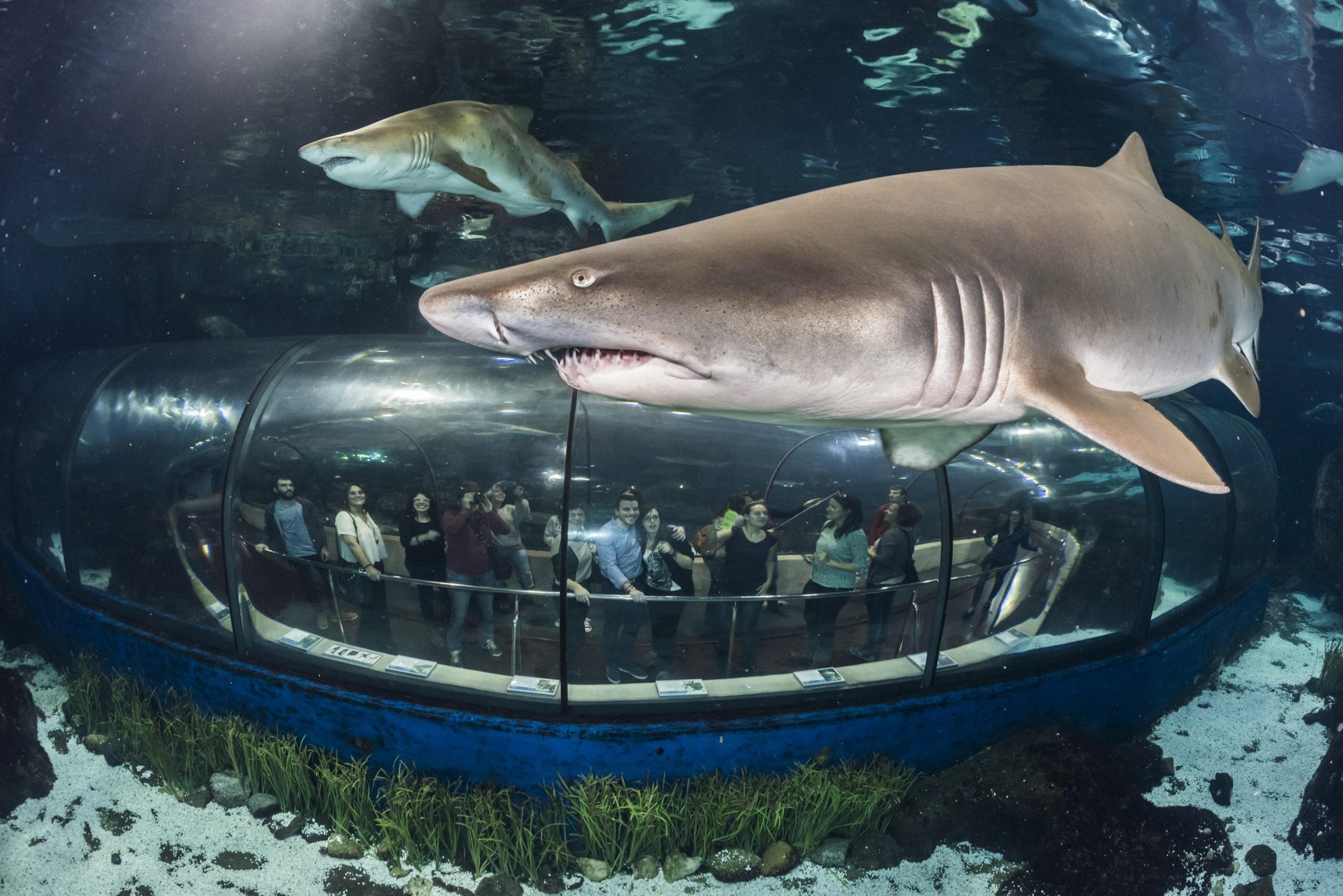 Visitants de l'Aquàrium de Barcelona mirant-se un tauró / L'Aquàriu