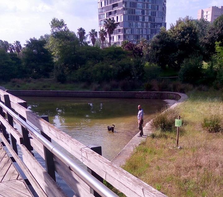 Un gos banyant-se al llac de Diagonal Mar en presència del seu amo / MDM