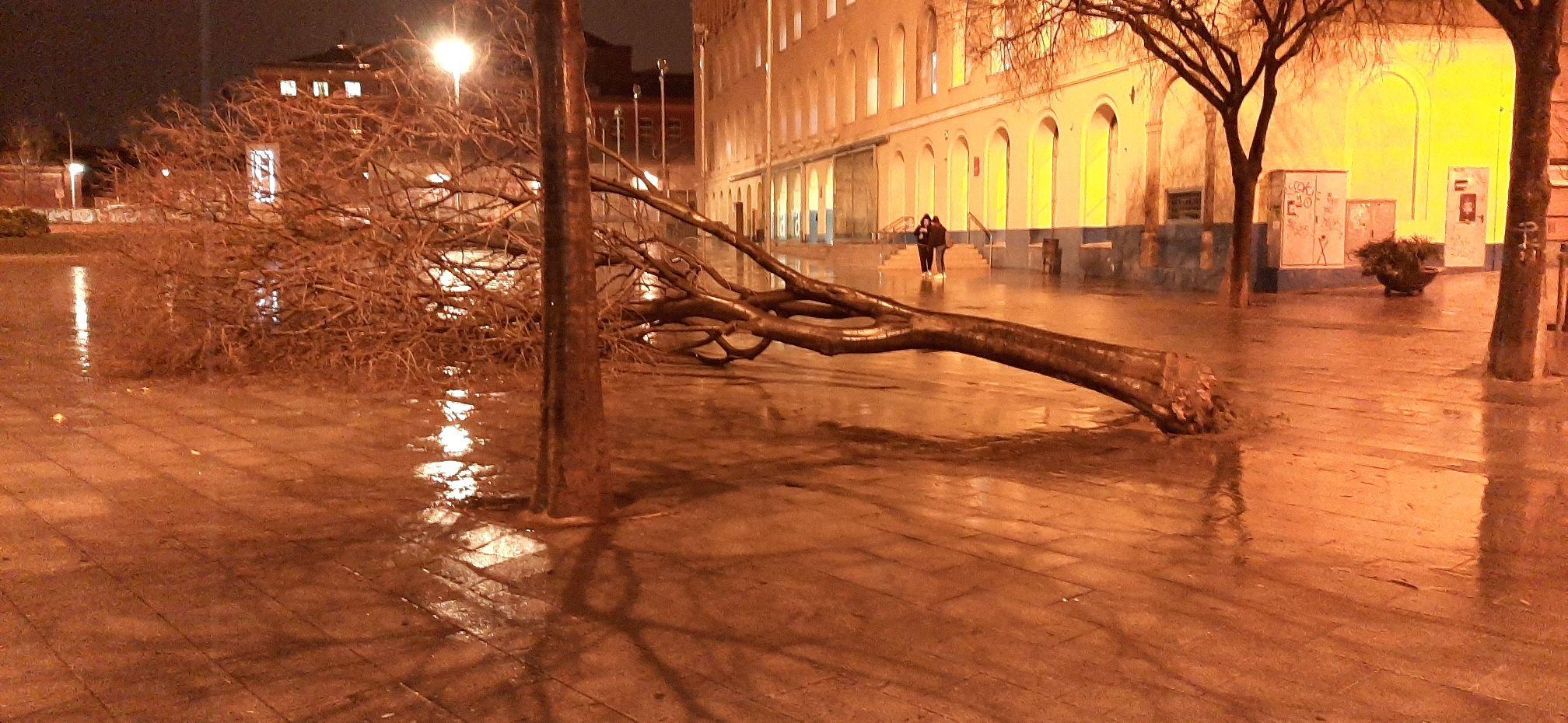 Un arbre caigut per la borrasca Glòria a Sant Andreu / Raul PalBer Un arbre caigut per la borrasca Glòria a Sant Andreu / Raul PalBer