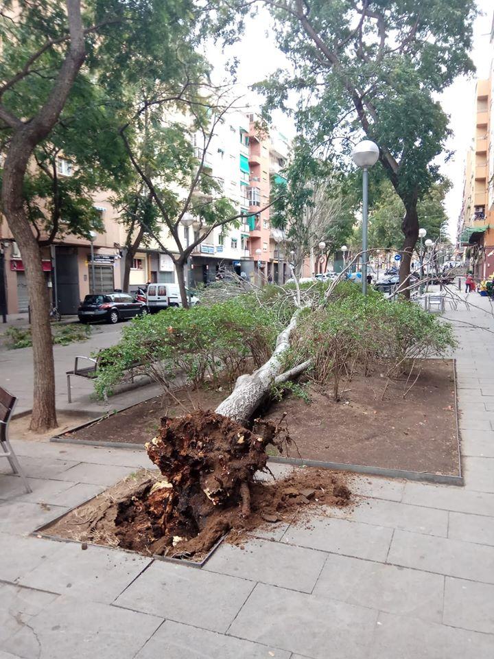 Un arbre caigut al barri de la Prosperitat, a Nou Barris / Chary Moreno