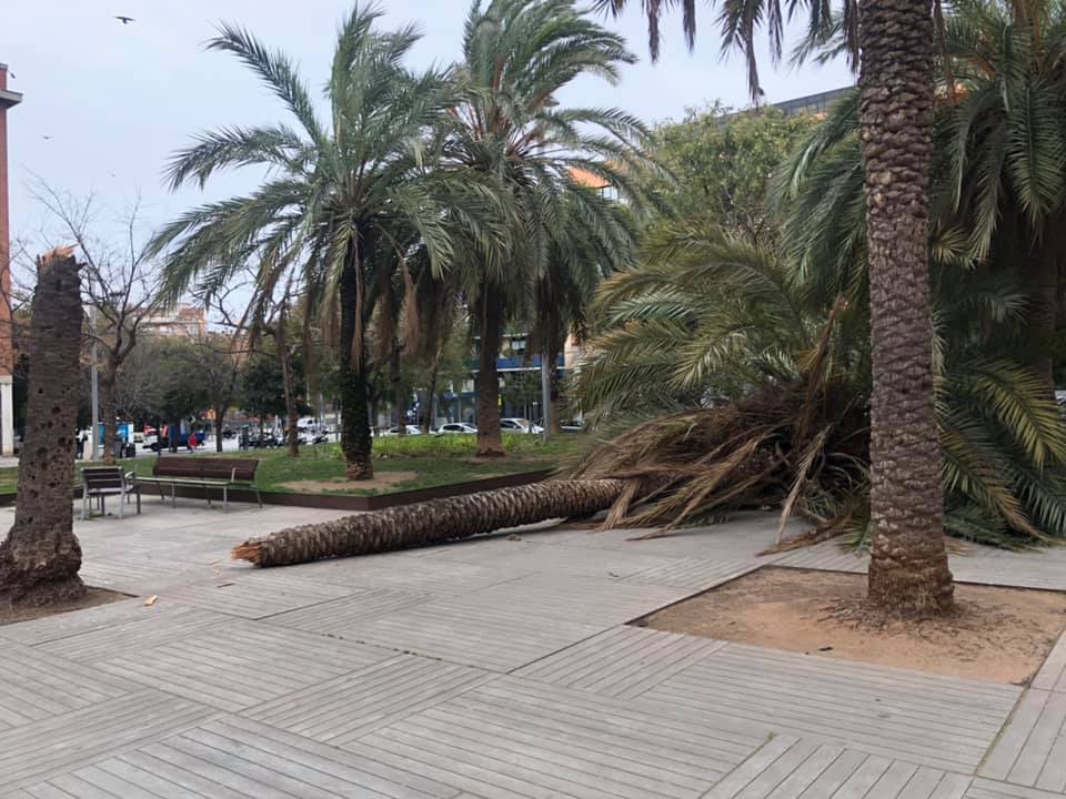 Un arbre caigut als jardins d'Elx, a Sant Andreu / Àlex Lechuga