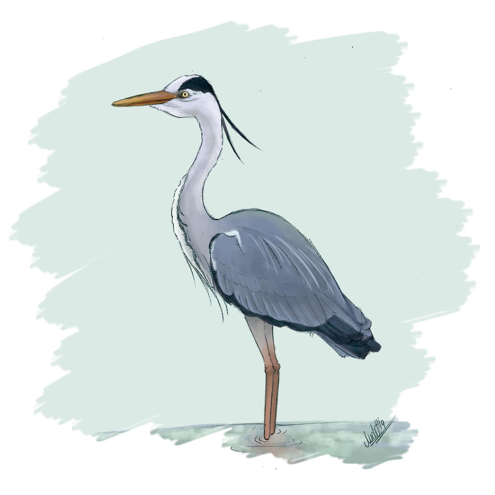 Un bernat pescaire / Judit Piella Un bernat pescaire / Judit Piella