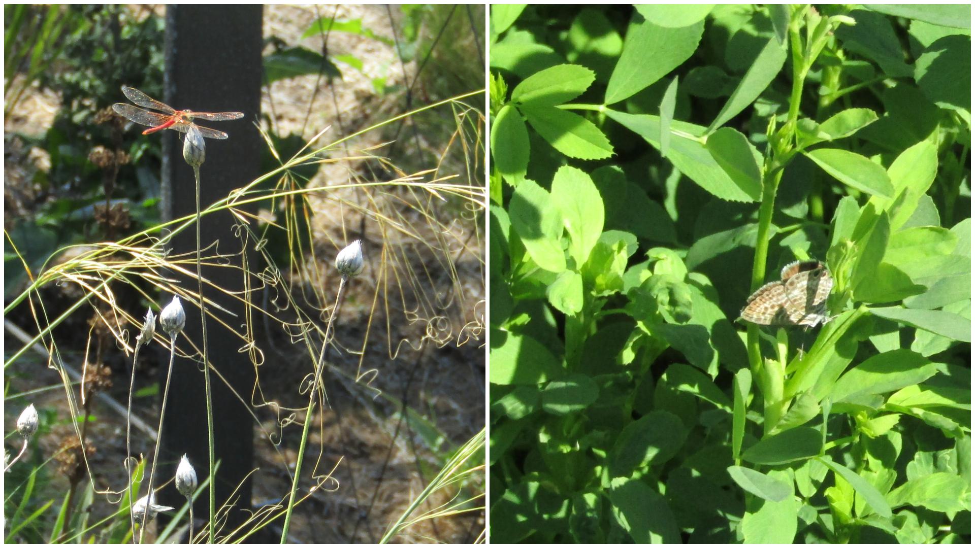 Una libèl·lula vermella i una papallona a les 'males herbes' del parc de Glòries / MMP