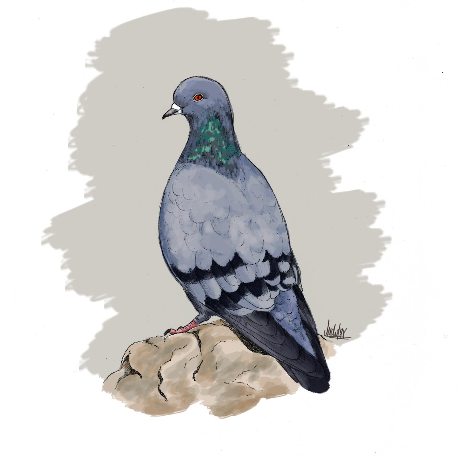 Un colom, dibuixat per Judit Piella Un colom, dibuixat per Judit Piella