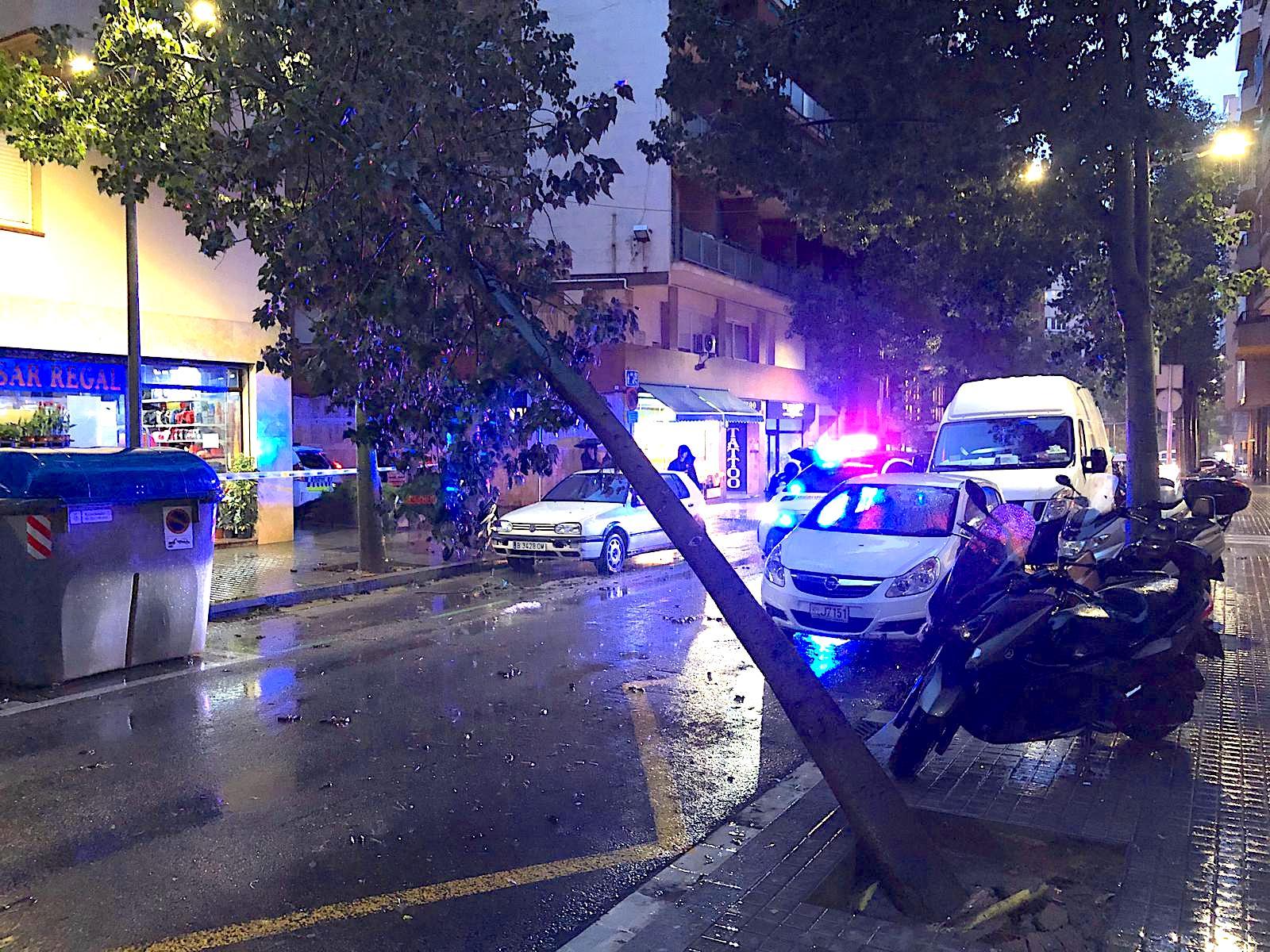 Un arbre tombat pel vent durant el temporal Glòria al carrer Galileu, a les Corts / Cedida