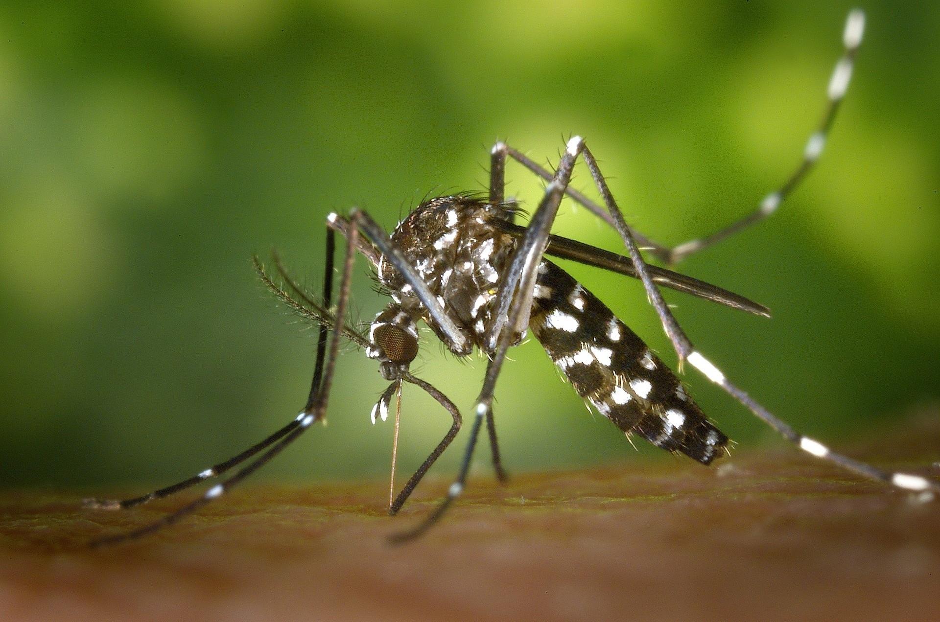 Un mosquito tigre (aedes albopictus), en una imatge d'arxiu / Europa Press