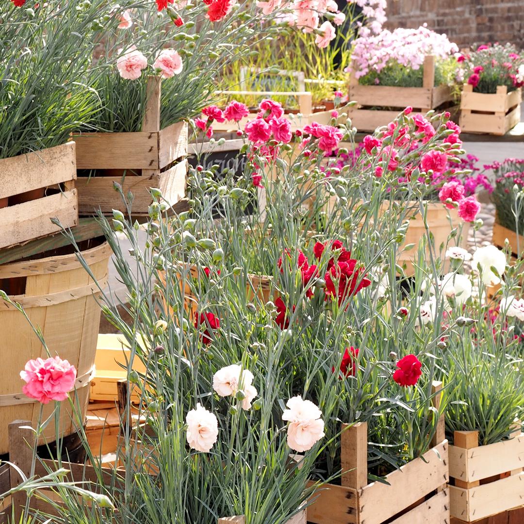 Flors a la plaça Margarida Xirgu. | Flors al Mercat