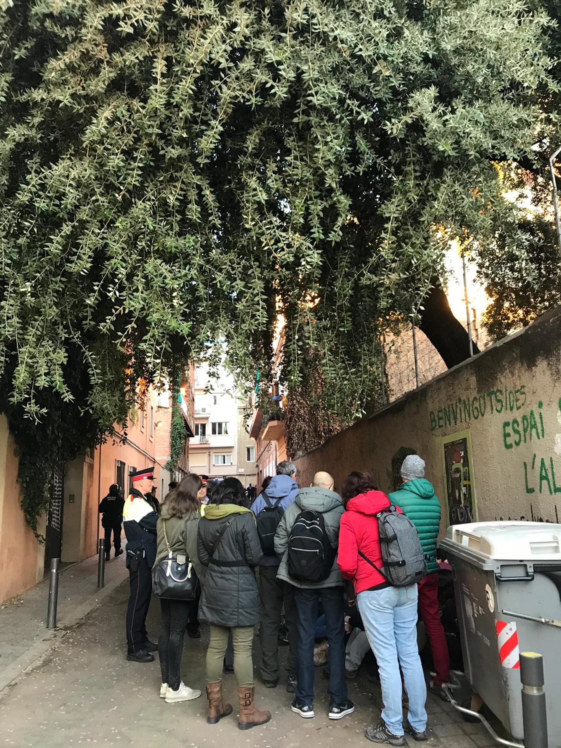 L'alzina de les casetes d'Encarnació, a Gràcia / ACN