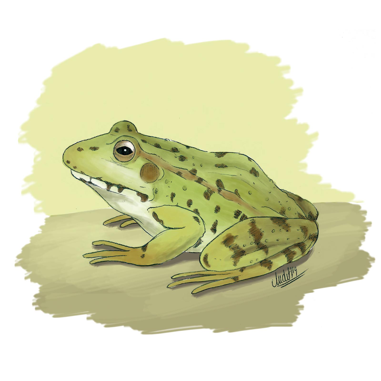 Una granota verda com les que hi ha a Barcelona / Il&middot;lustraci&oacute;: Judit Piella