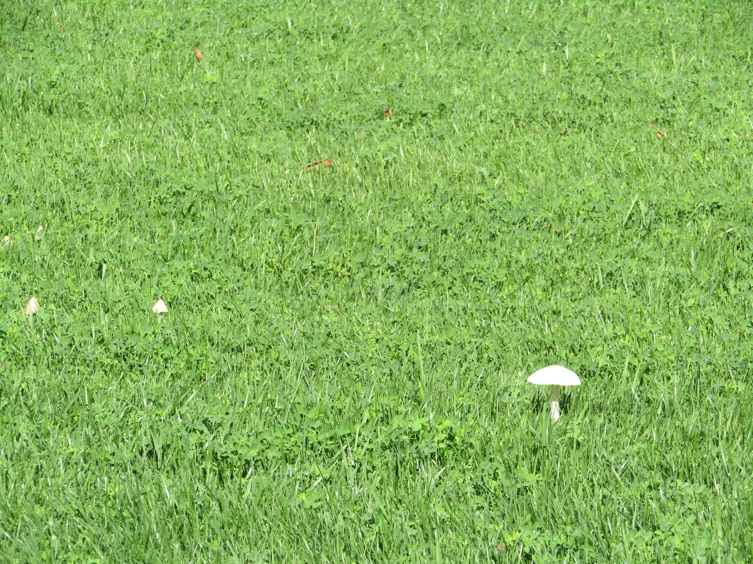 Tres dels bolets que surten a la gespa del parc de les Glòries / MMP