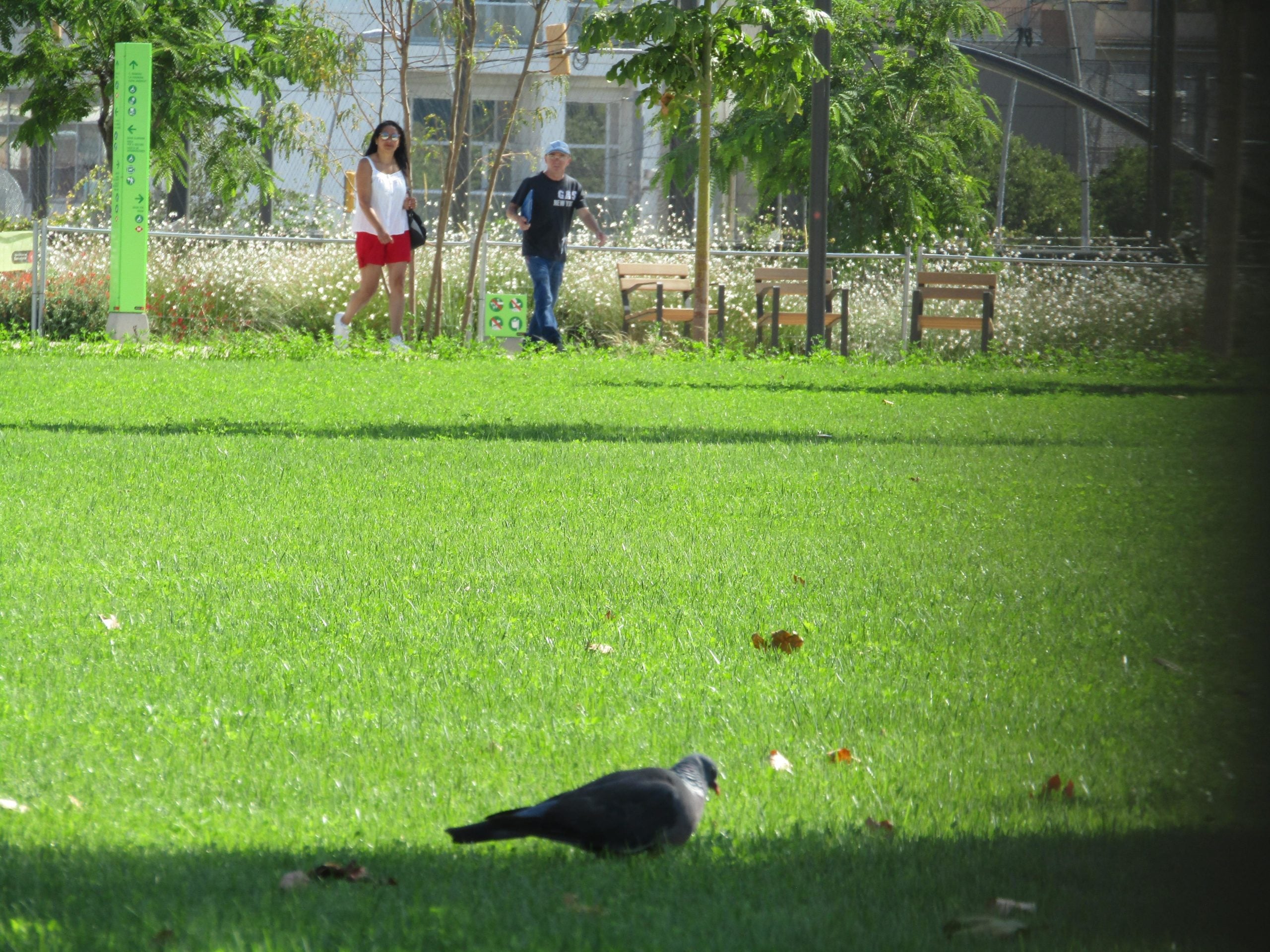 Un tudó s'alimenta a la clariana, aliè als passejants dels camins del voltant / MMP