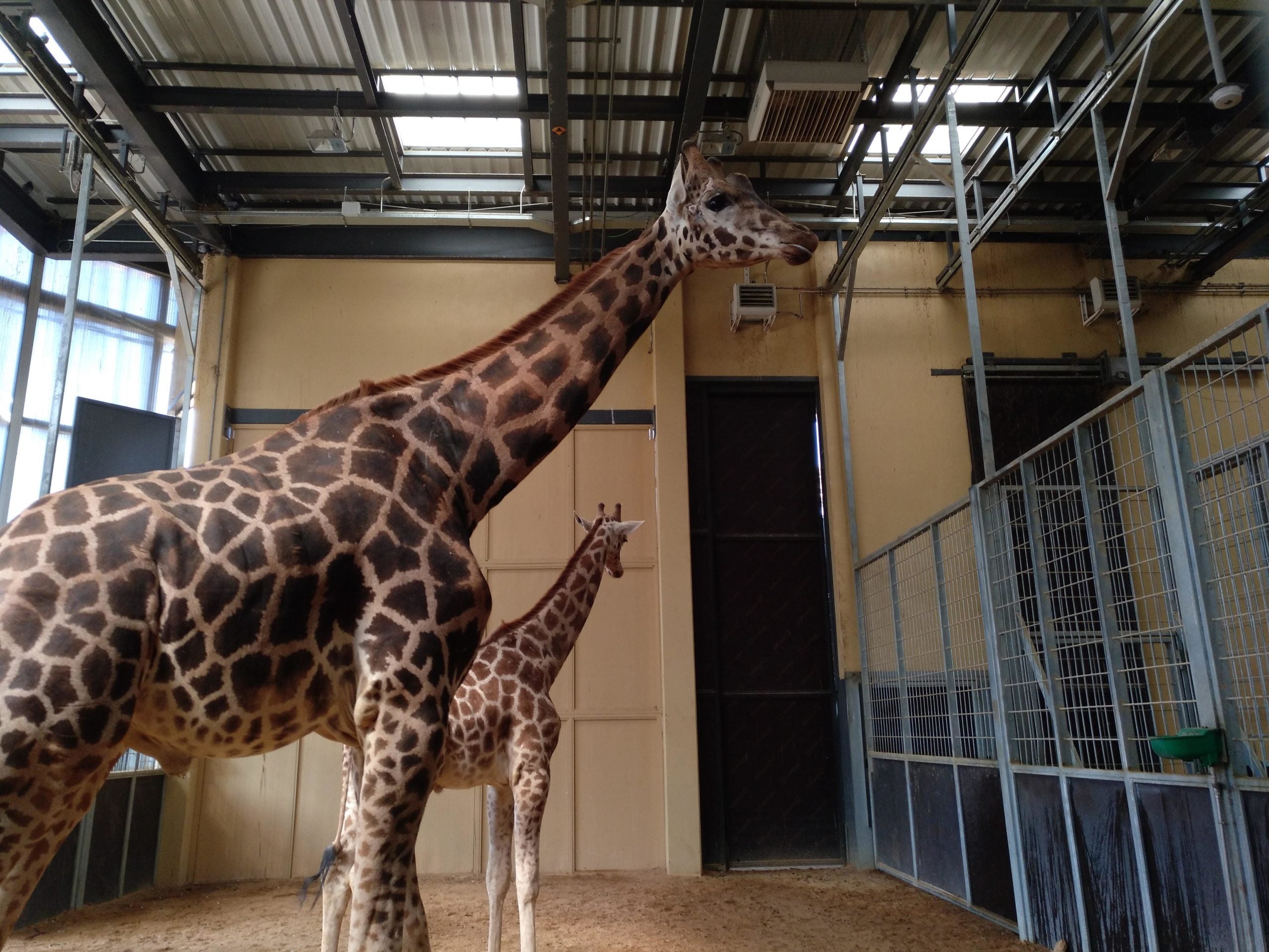 Dues girafes als seus estables del Zoo de Barcelona / Meritxell M. Pauné