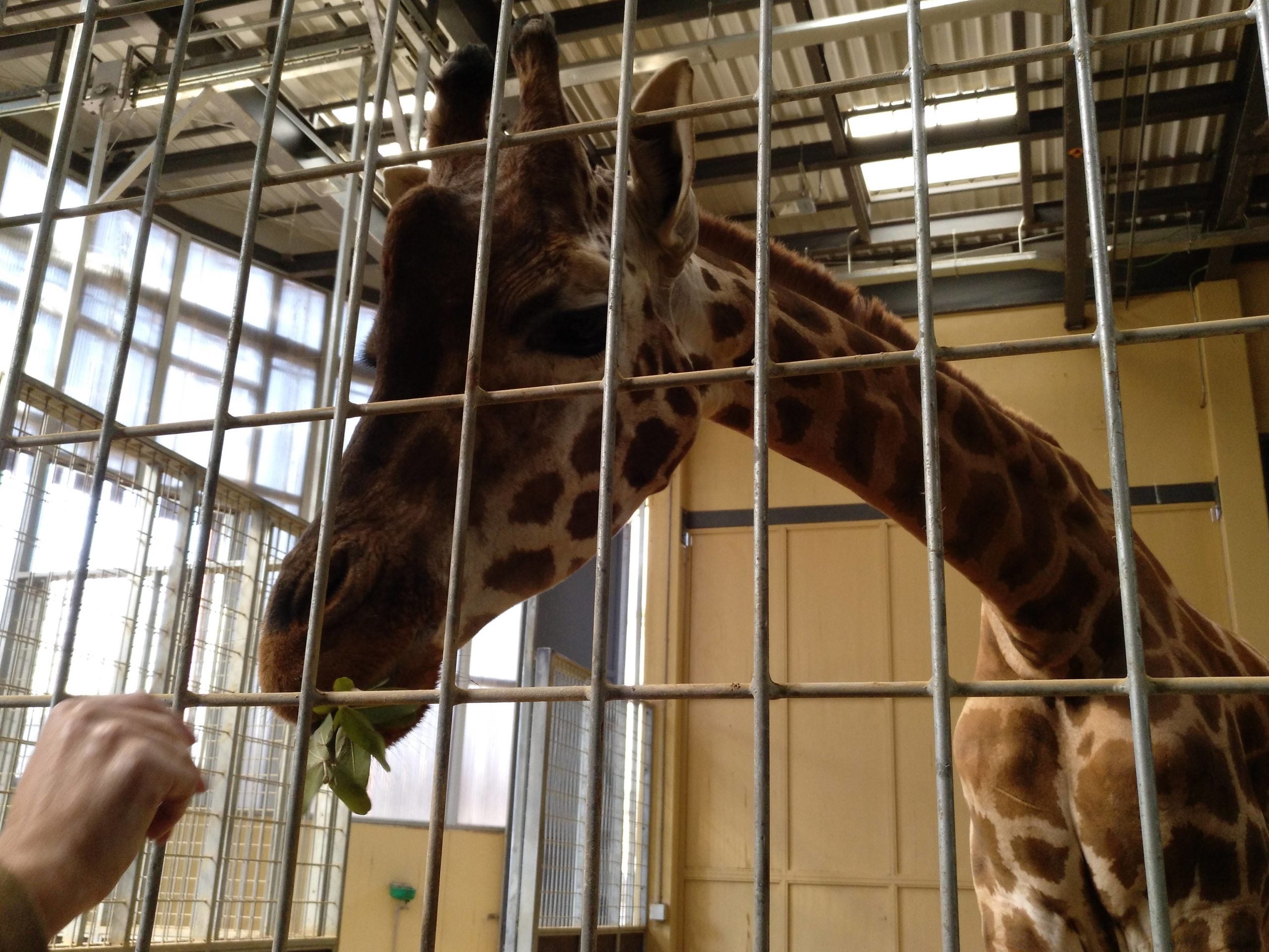 Una de les girafes del Zoo de Barcelona, alimentada per un visitant / Meritxell M. Pauné