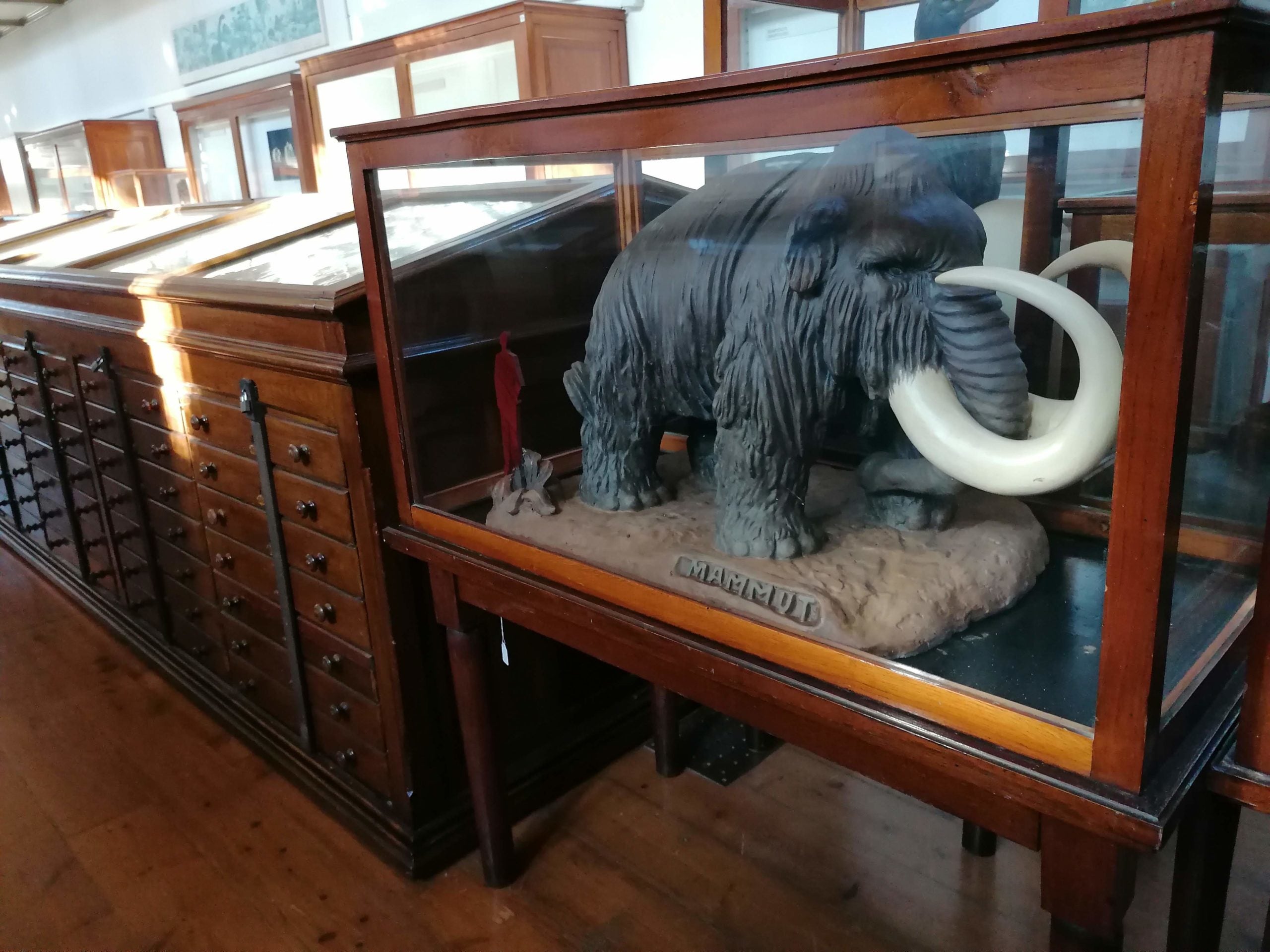Mobiliari original del Museu Martorell i el model del famós Mamut de la Ciutadella / MMP Mobiliari original del Museu Martorell i el model del famós Mamut de la Ciutadella / MMP