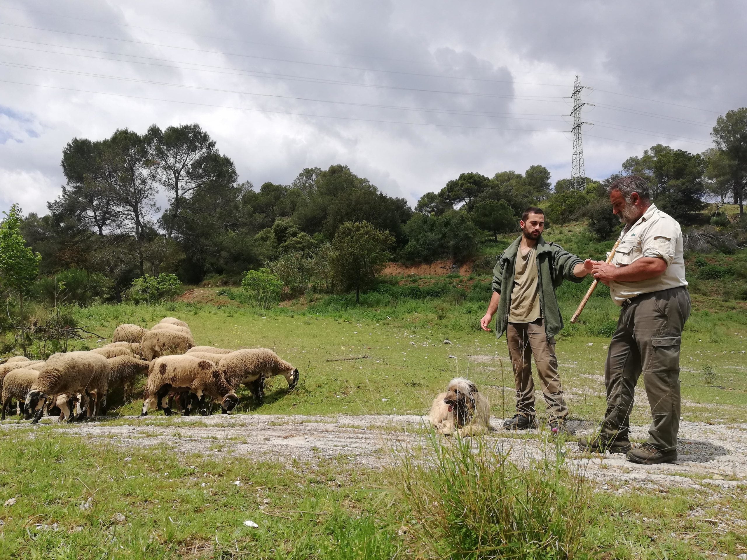 José i Carlos Montoya xerren al costat del ramat / Adrià Lizanda