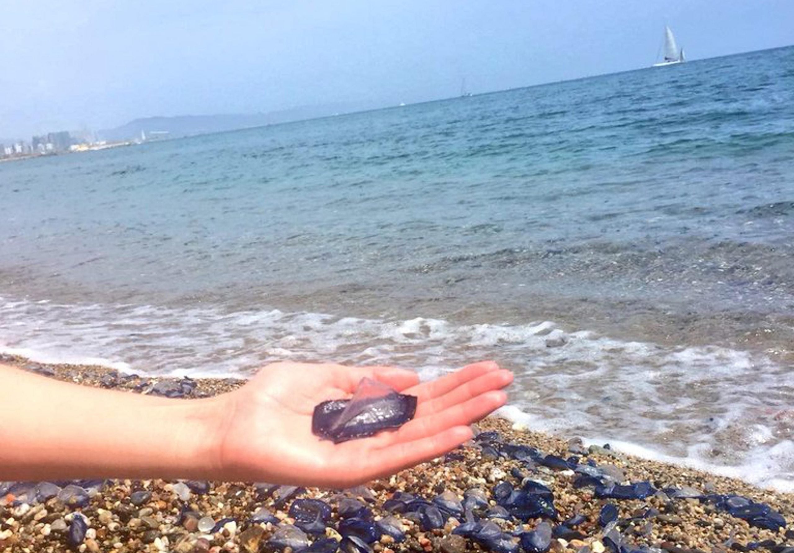 Una medusa Vilella en una imatge d'arxiu / ACN