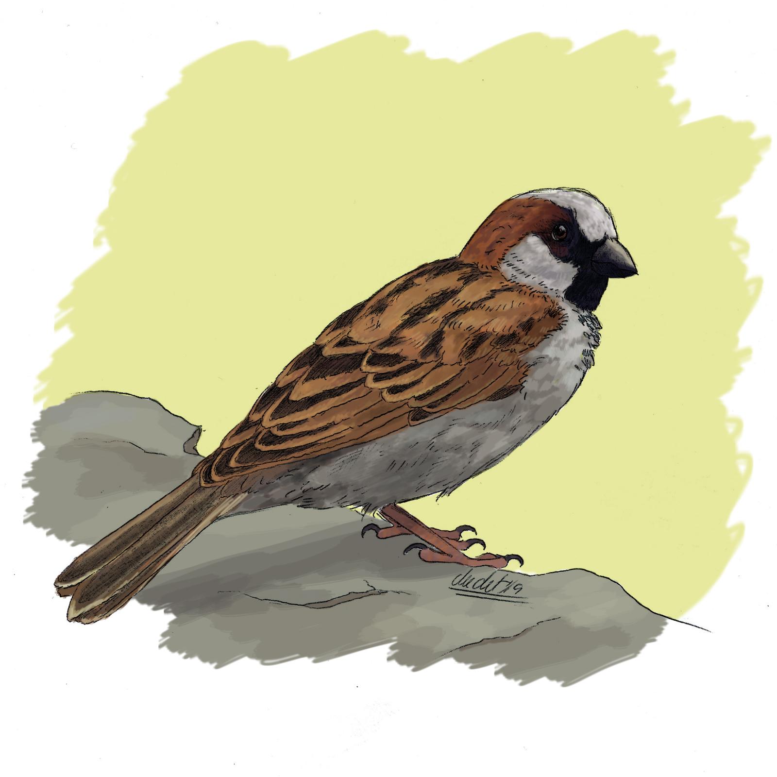 Un pardal mascle com els que hi ha a Barcelona / Il·lustració: Judit Piella  Un pardal mascle com els que hi ha a Barcelona / Il·lustració: Judit Piella