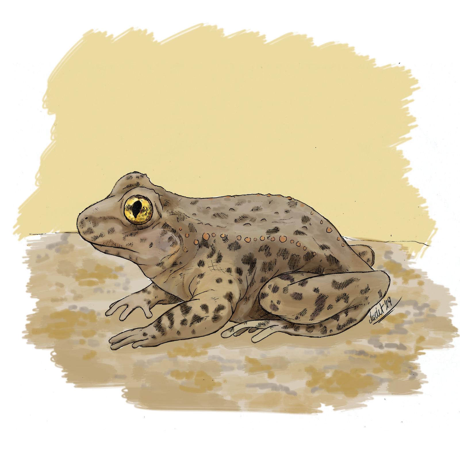 Un tòtil com els que hi ha a Barcelona / Il·lustració: Juit Piella Un tòtil com els que hi ha a Barcelona / Il·lustració: Juit Piella