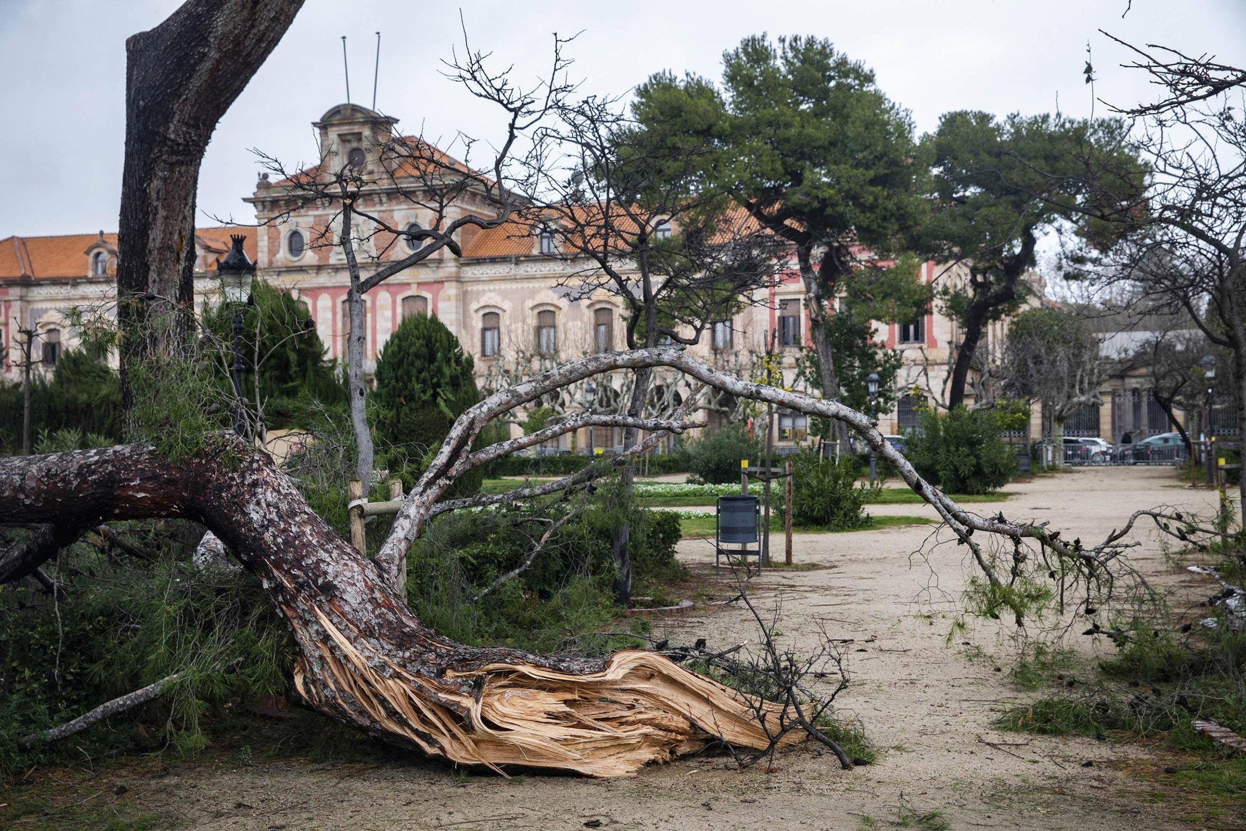 Tronc d'un arbre tombat pel temporal Glòria al parc de la Ciutadella / Jordi Play Tronc d'un arbre tombat pel temporal Glòria al parc de la Ciutadella / Jordi Play