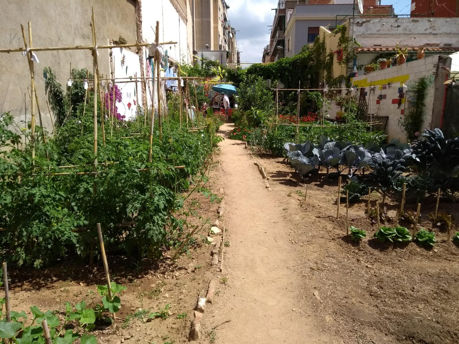 L'hort ocupat en un solar abandonat del BBVA a la Prosperitat / 'Date una huerta'