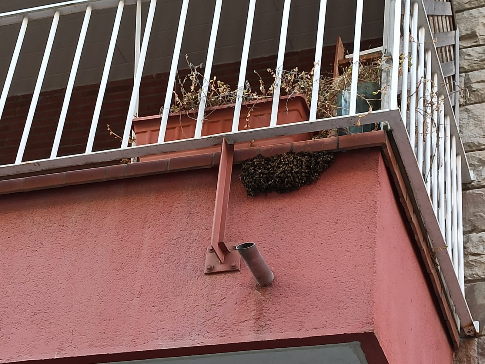 El rusc d'abelles instal·lat a sota del balcó d'un pis / Cedida
