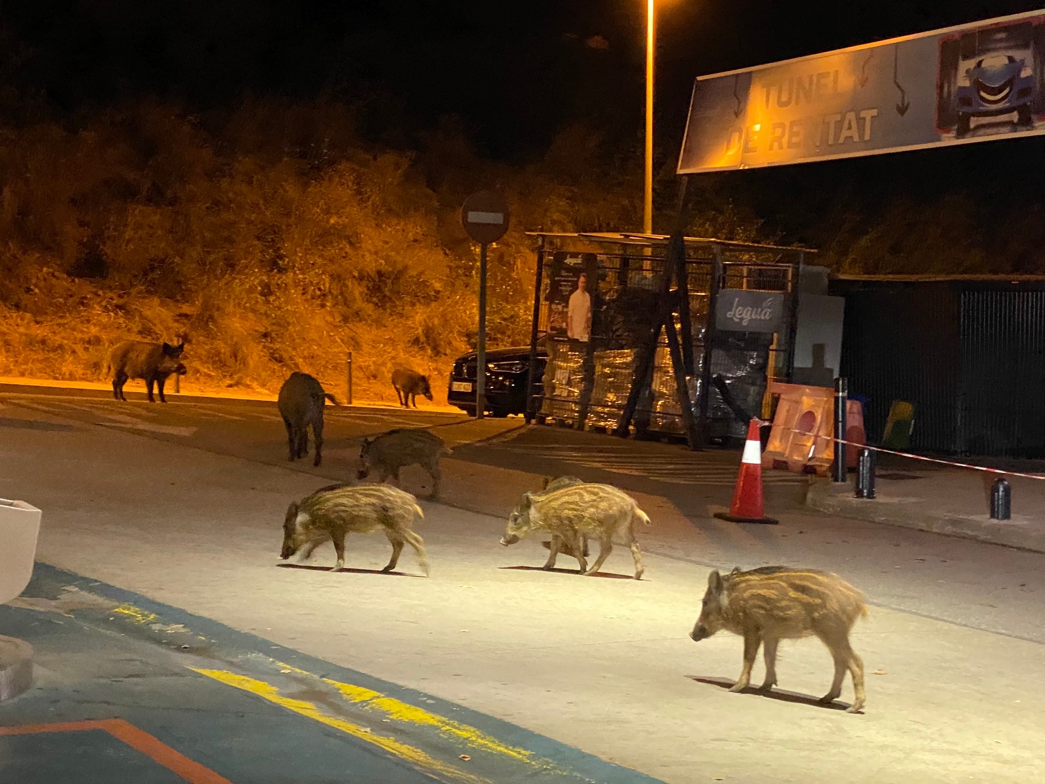 Els porcs senglars passejant per la plaça Comín / Betona Comín