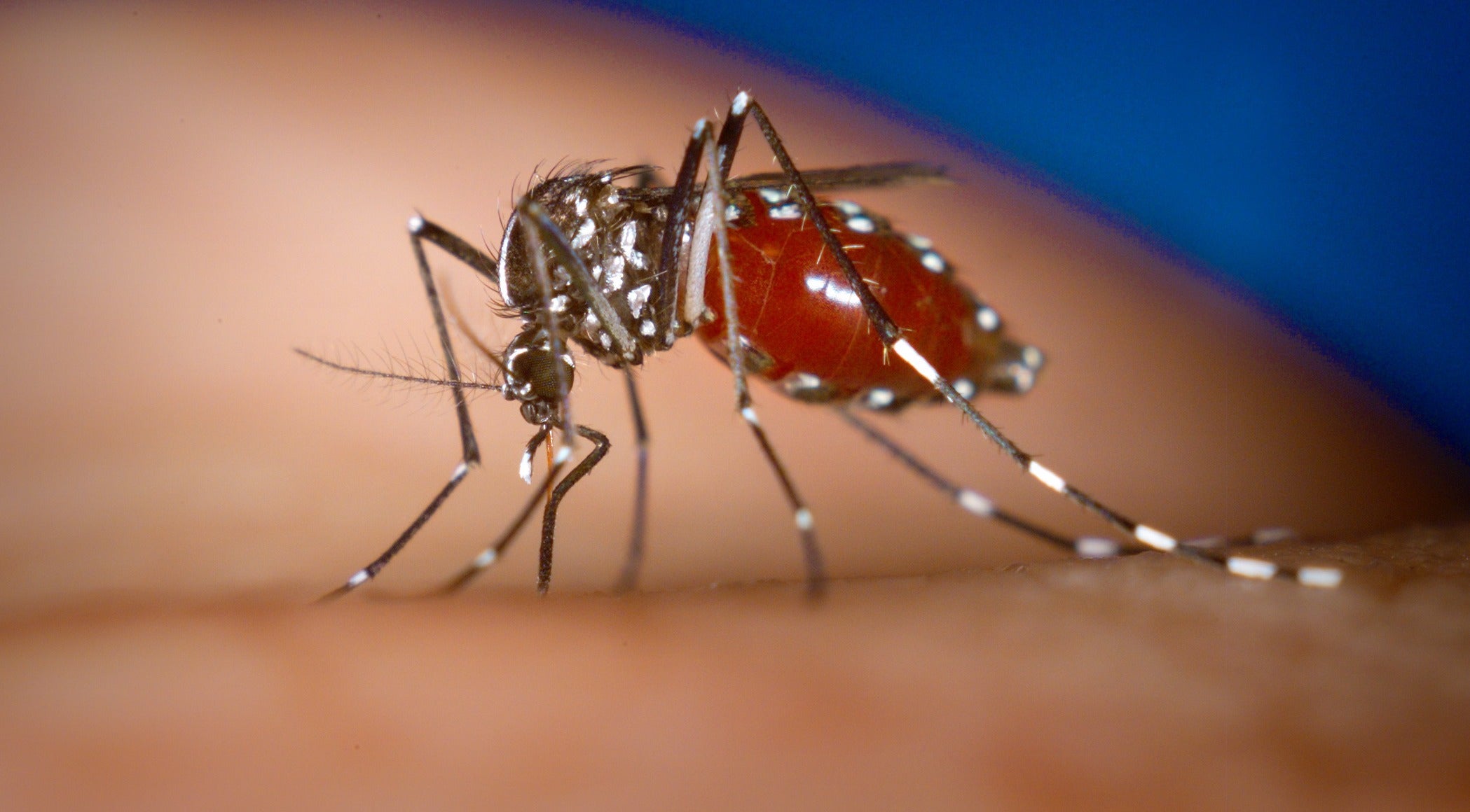 Exemplar de mosquit tigre sobre la pell d'una persona / Centers for Disease Control and Prevention (Wikimedia)