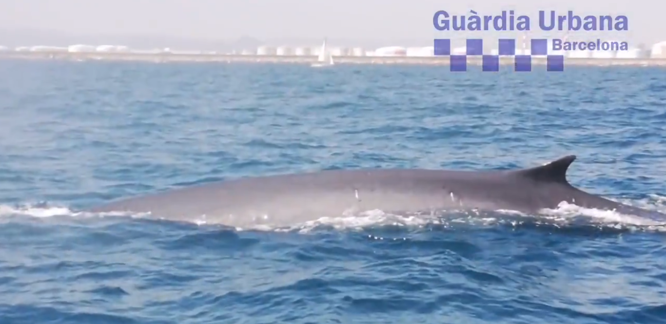 Un dels quatre cetacis escortats fins a mar obert / Guàrdia Urbana de Barcelona