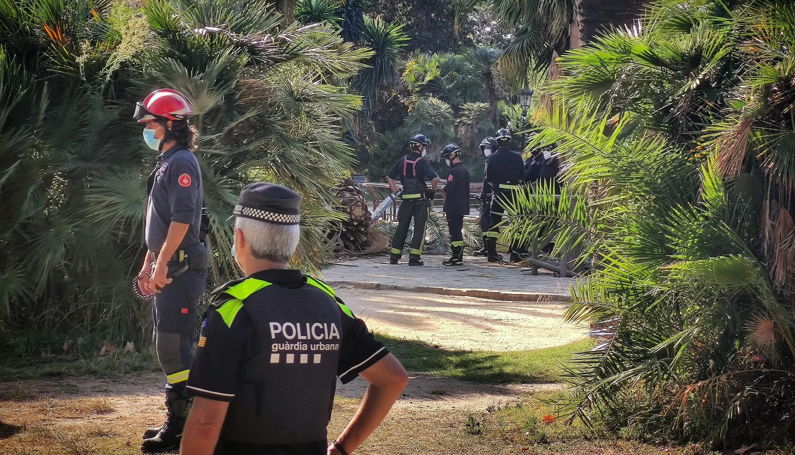 El lloc on va caure la palmera al Parc de la Ciutadella / D.C.