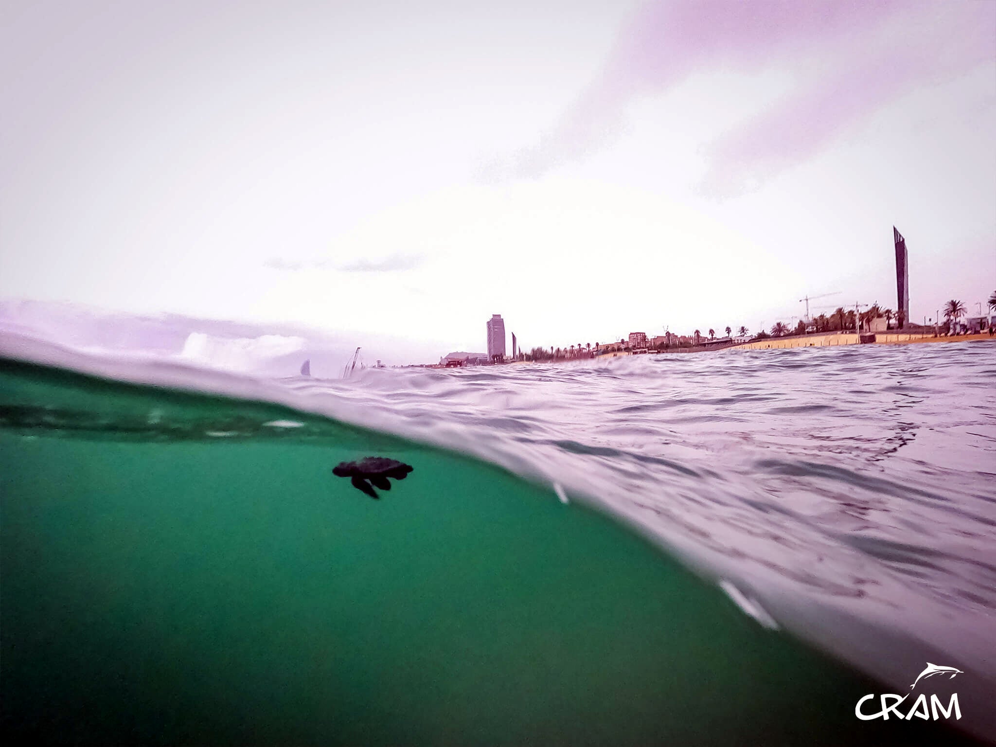 Una de les tortugues entrant al mar davant la platja de Barcelona, el 29 d'agost del 2020 / ACN - Fundació CRAM