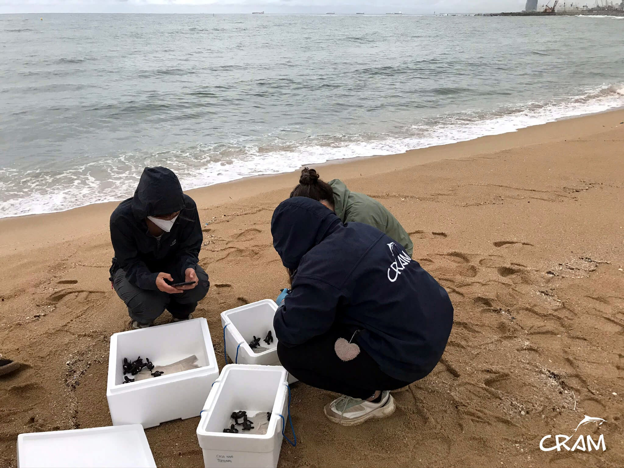 La quarantena de tortugues careta nascudes a la platja de Barcelona, el 29 d'agost del 2020 / ACN - Fundació CRAM