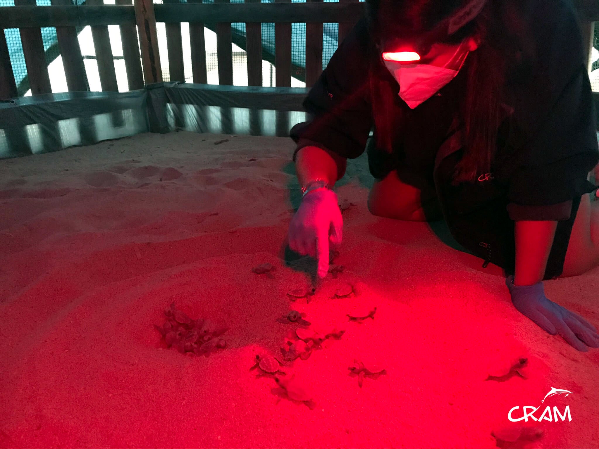 Naixement de tortugues careta a la platja de Barcelona, el 29 d'agost del 2020 / ACN - Fundació CRAM