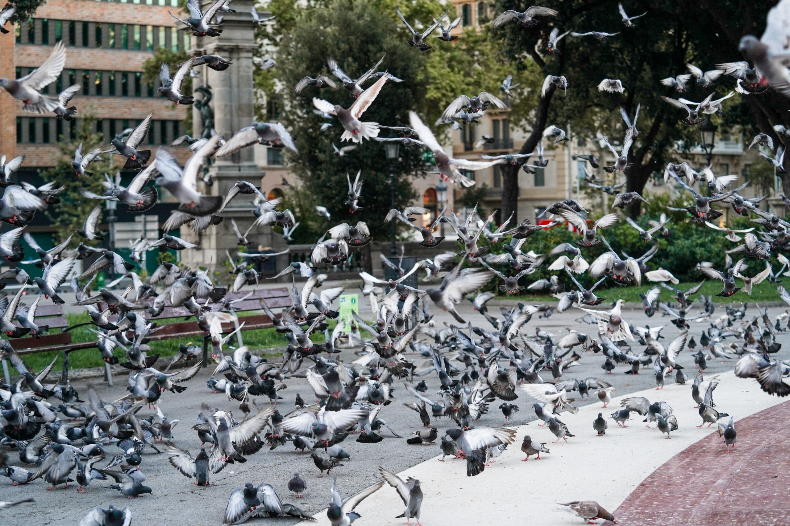 Coloms a la plaça Catalunya / Ajuntament de Barcelona