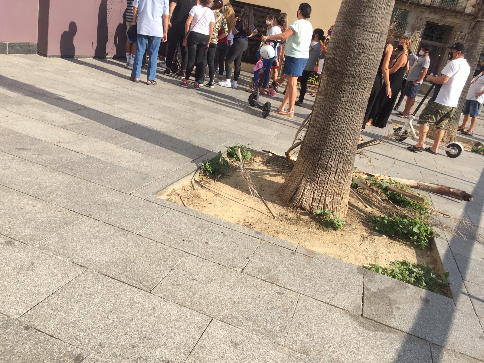 Branca caiguda de la palmera de davant de l'escola Vedruna, al Raval / Cedida