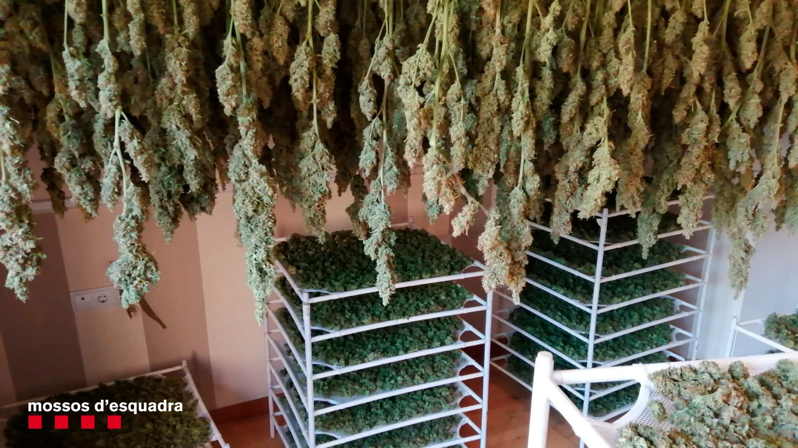 La marihuana que dos barcelonins cultivaven a Sant Esteve de Sesrovires / Mossos d'Esquadra