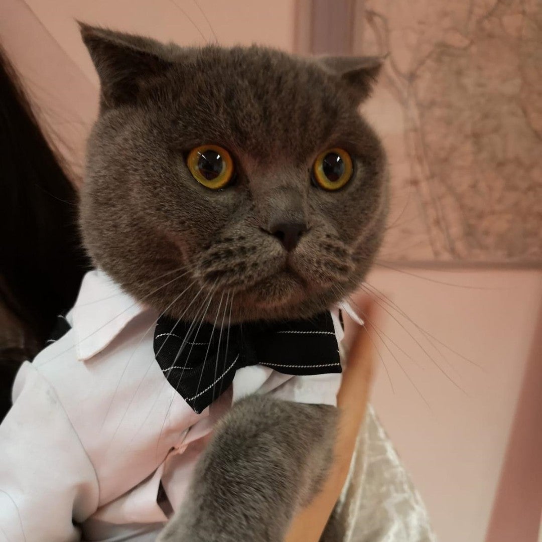 Imatge del gat robat a Barcelona / CME