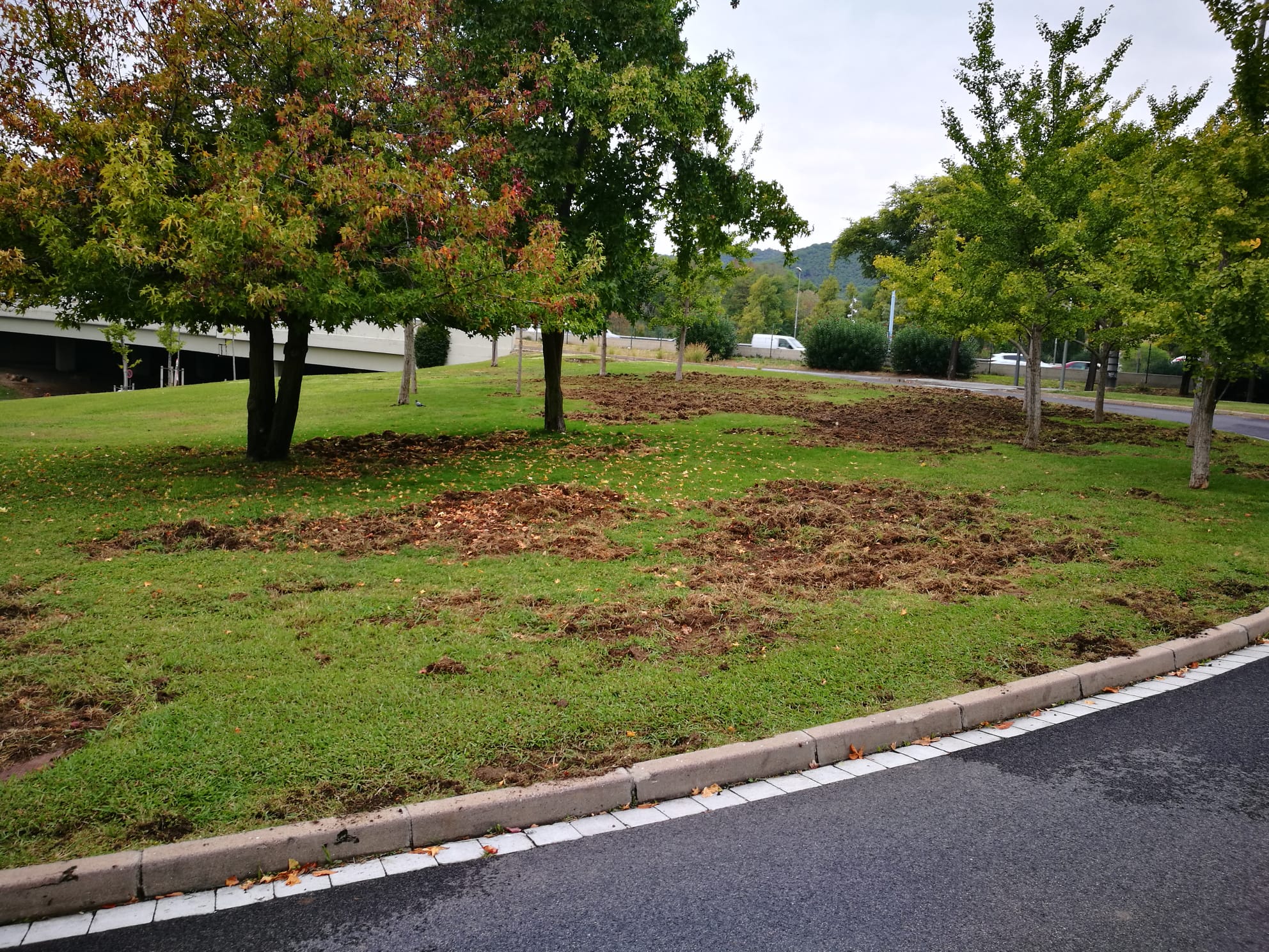 Gespa d'Horta destrossada per senglars, en una imatge del passat 20 d'octubre / Cedida